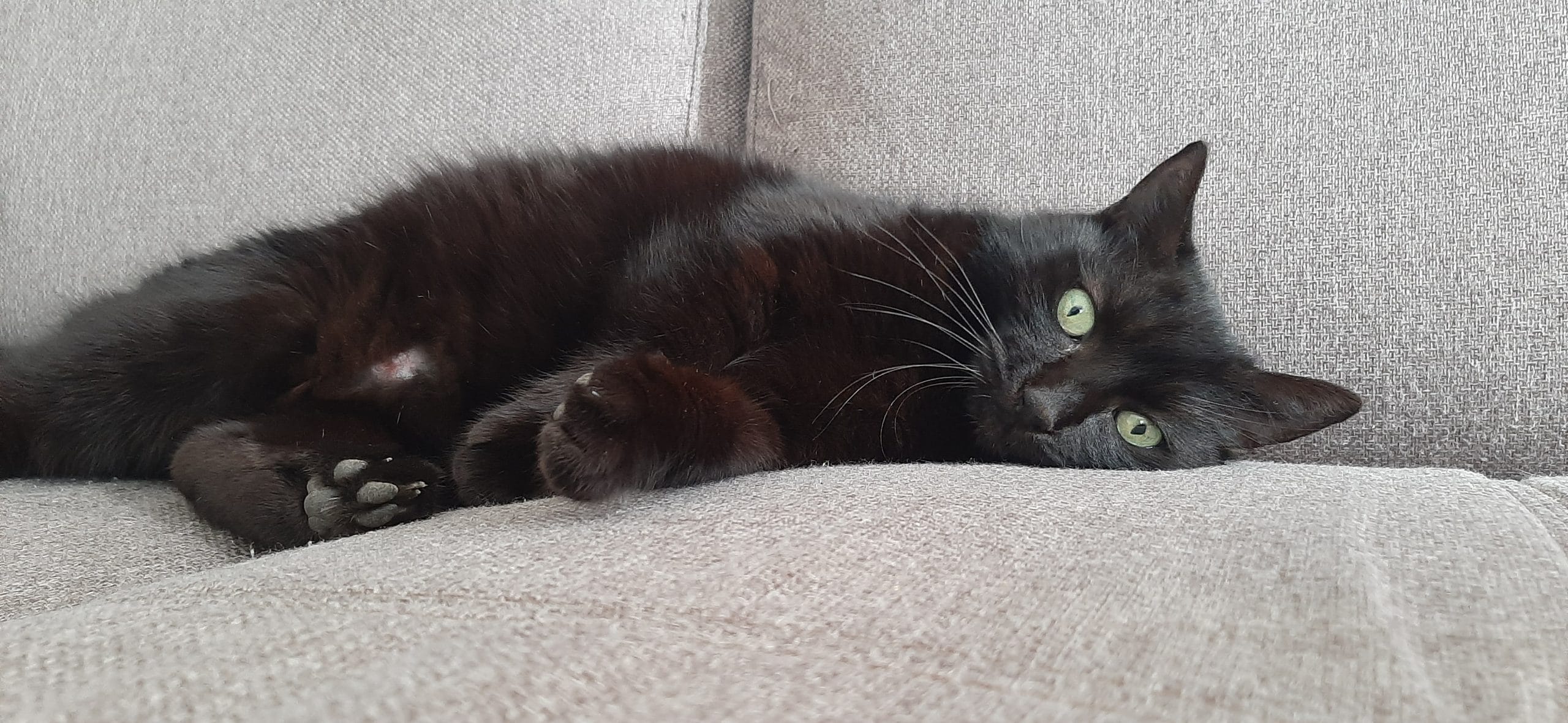Bagheera