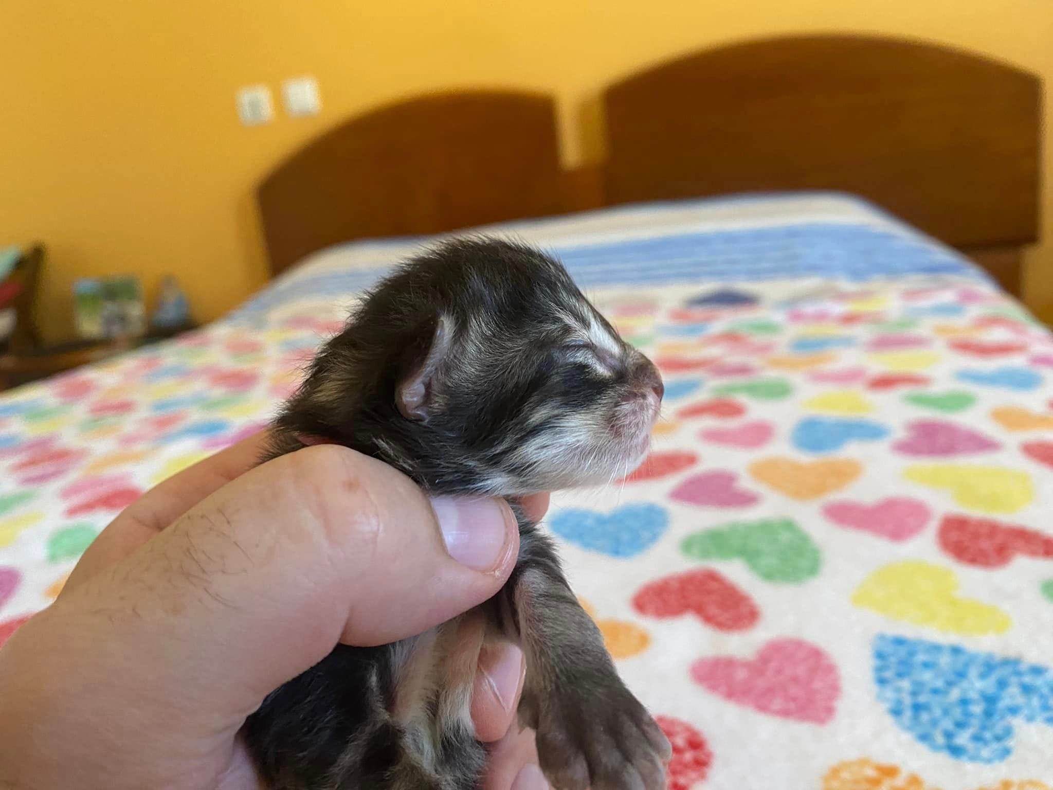 Betelgeuse Casa Yarinha 🇵🇹