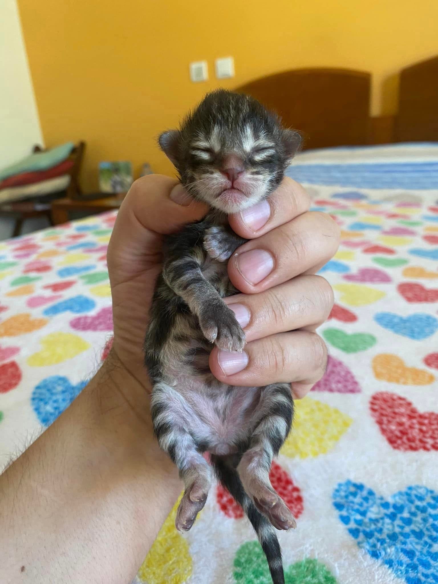 Betelgeuse Casa Yarinha 🇵🇹