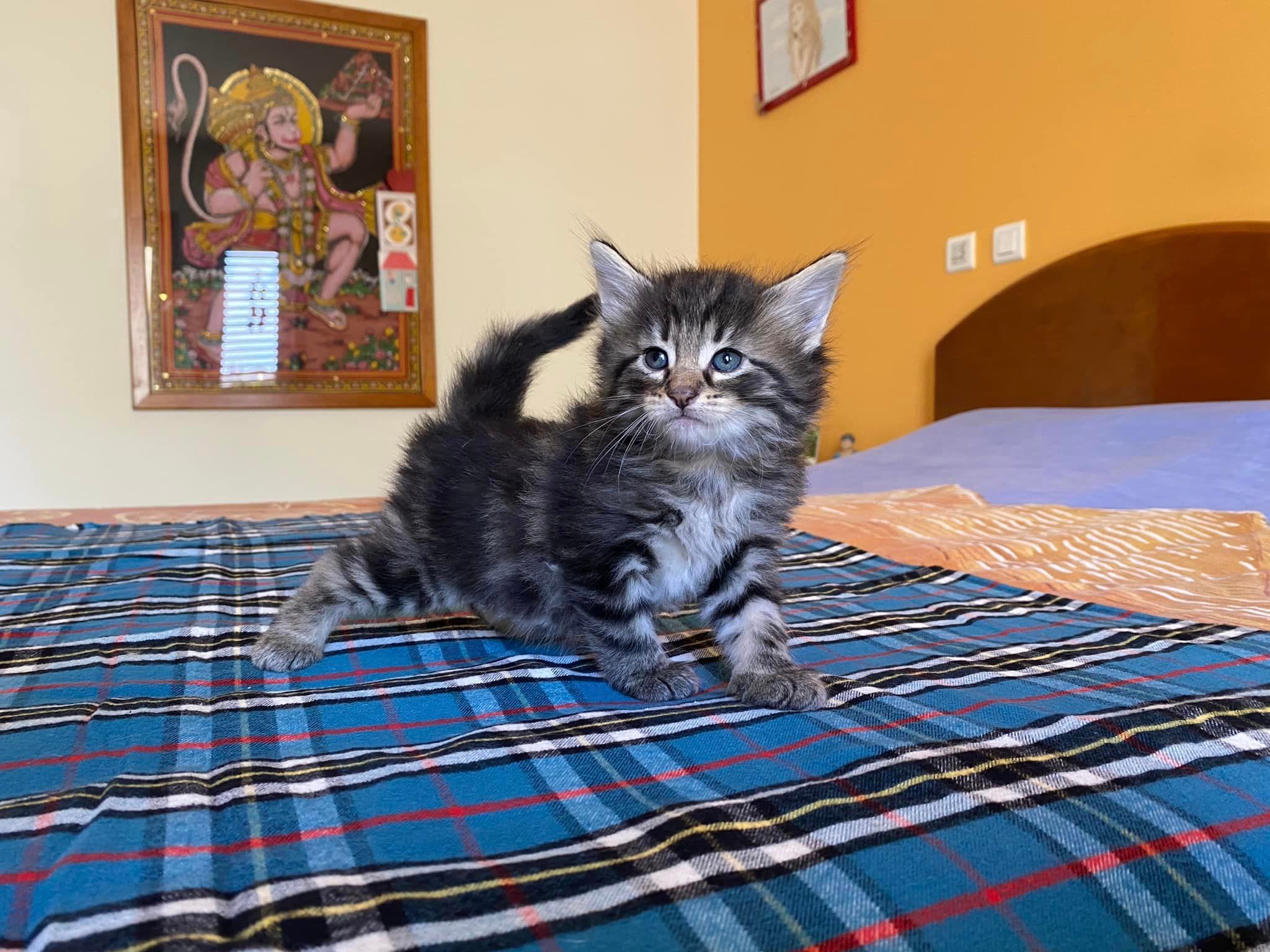 Betelgeuse Casa Yarinha 🇵🇹
