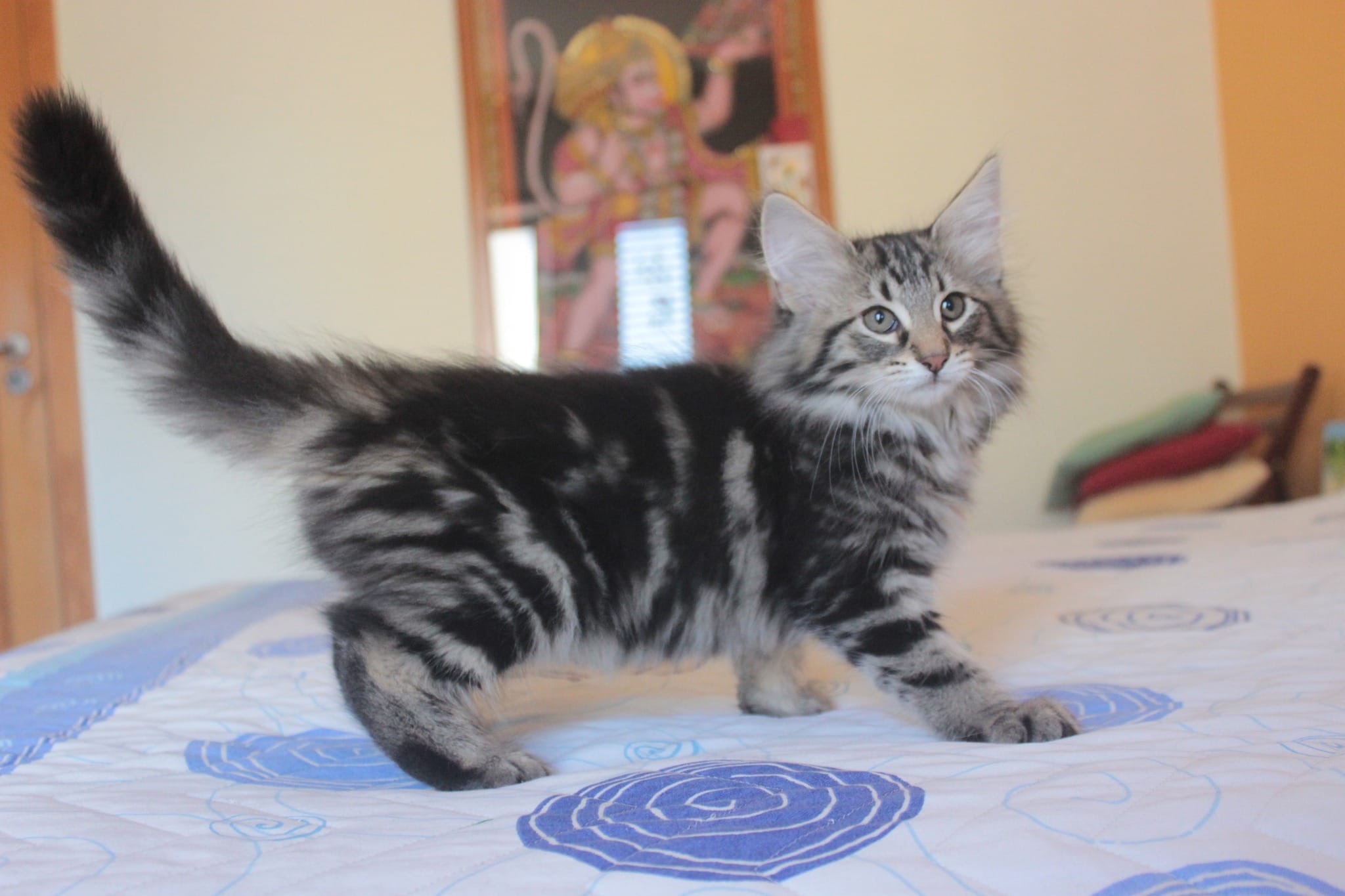 Betelgeuse Casa Yarinha 🇵🇹
