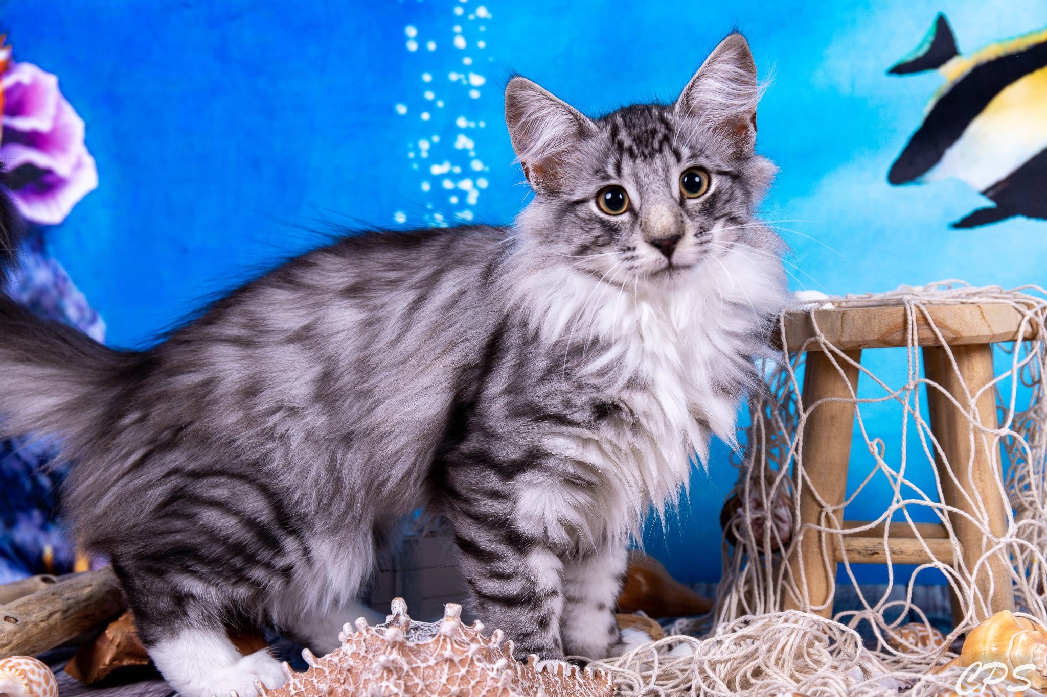 Black silver mackerel tabby
