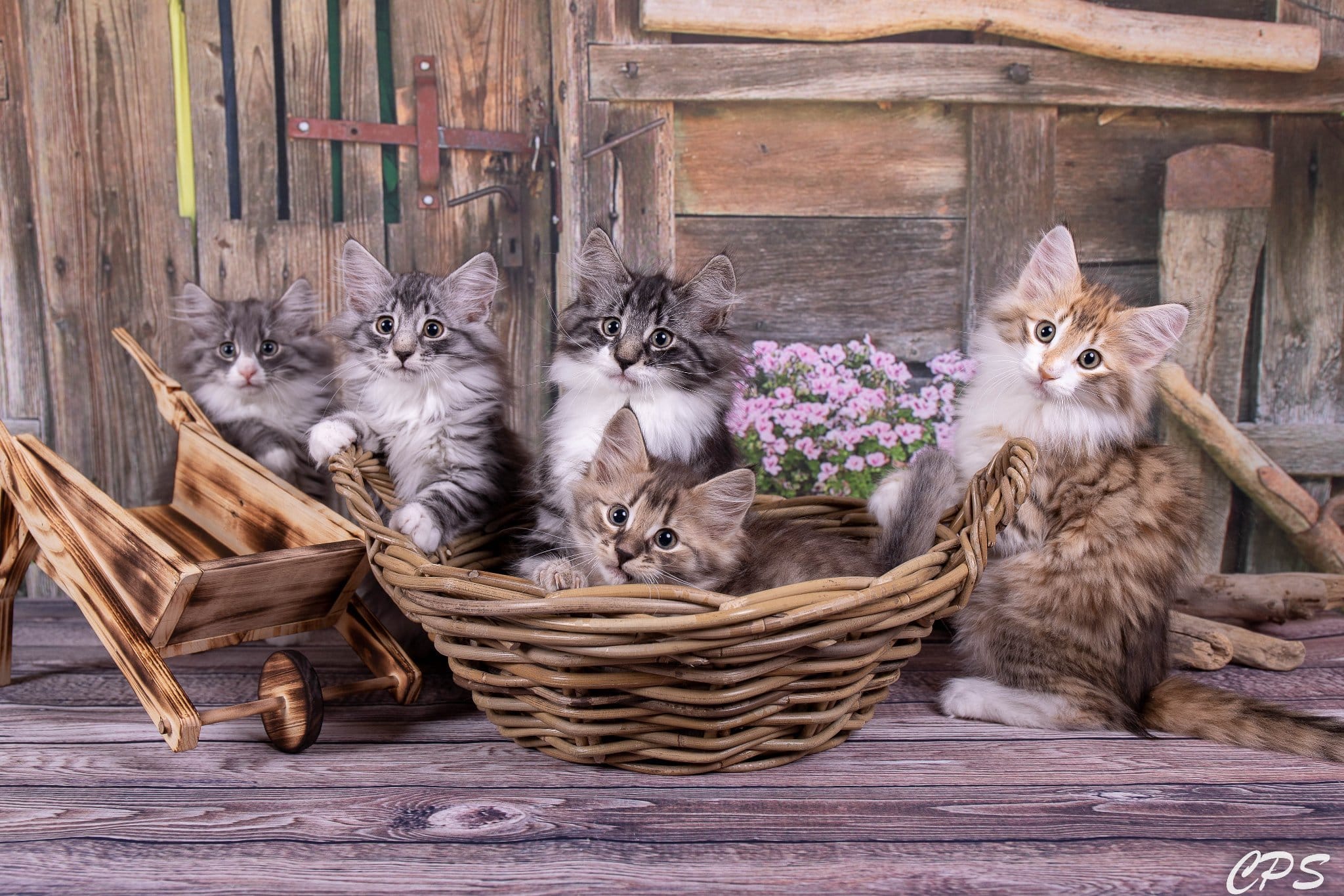 Différentes couleurs et marquages de chatons Norvégiens
