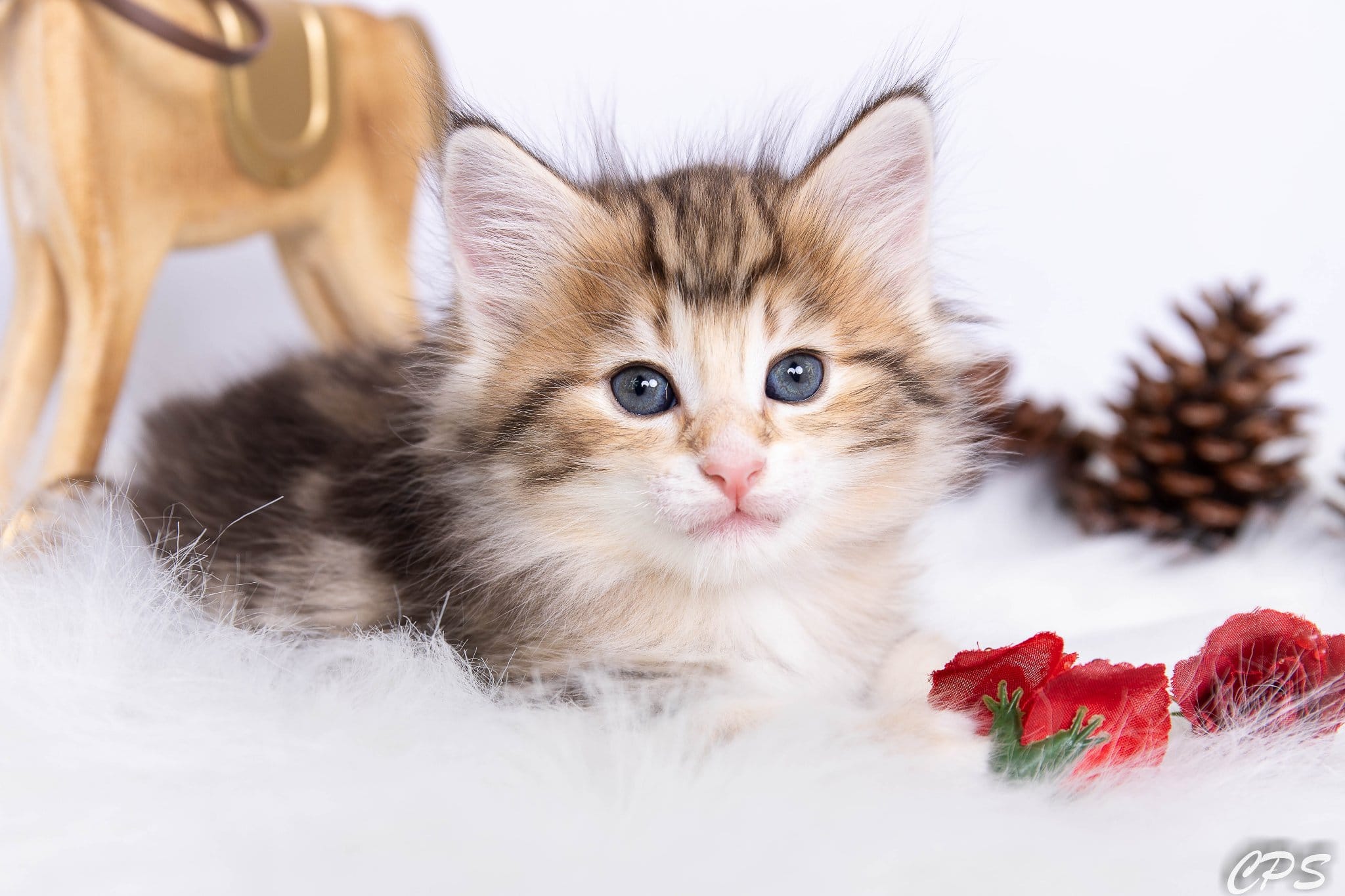 Brown amber blotched tabby