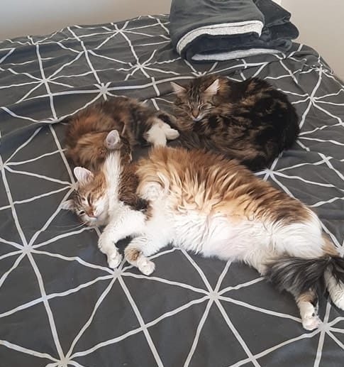 Un environnement pensé pour les chats