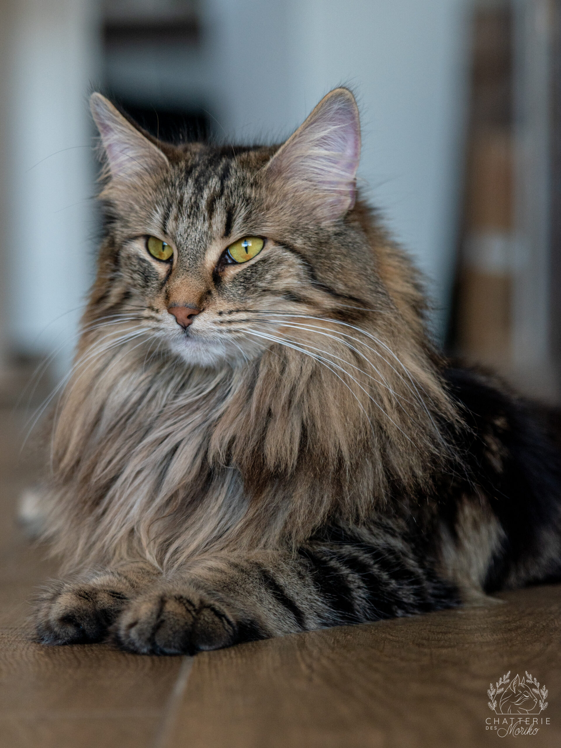 Chat des Forêts Norvégiennes