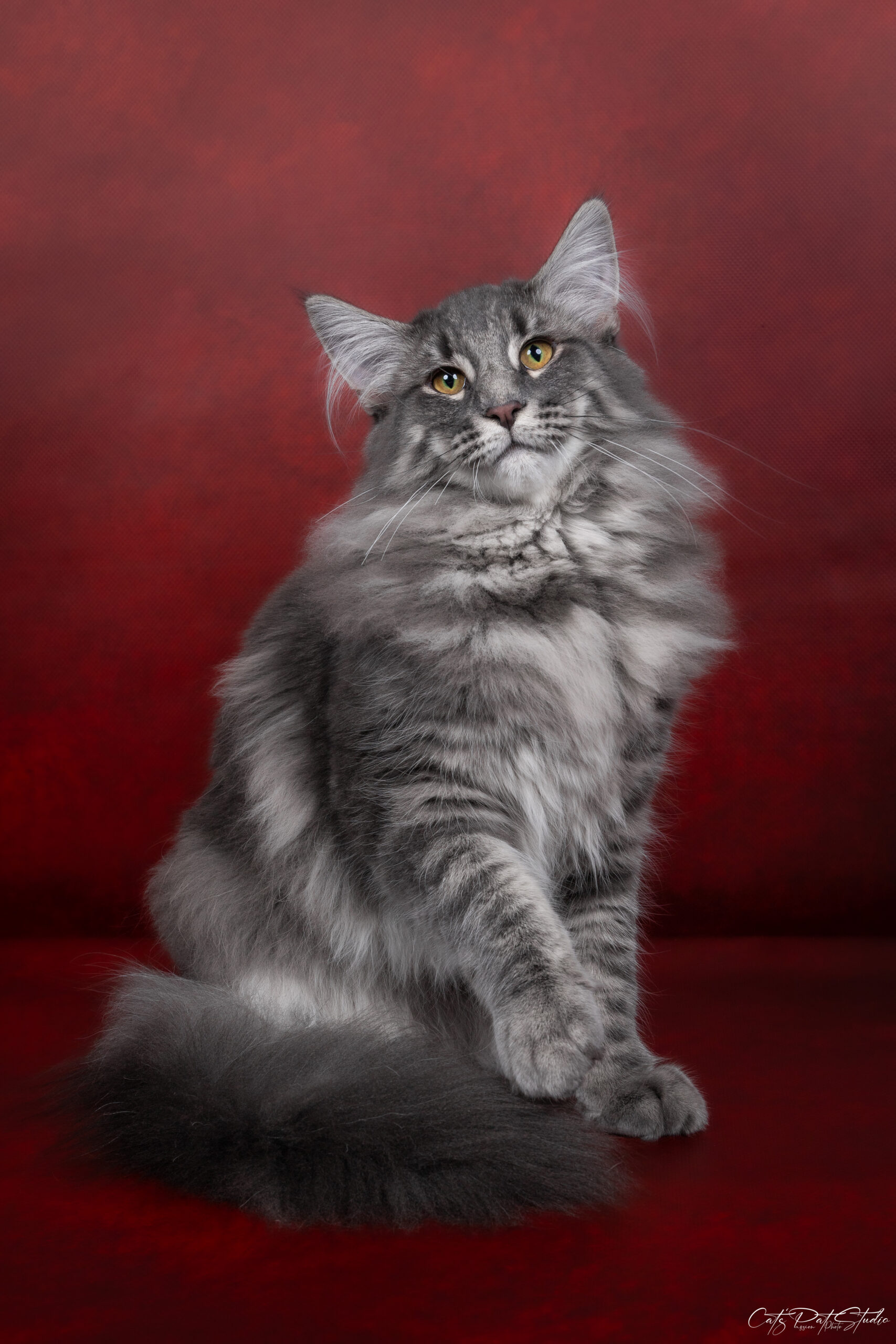 Observation du standard du chat Norvégien