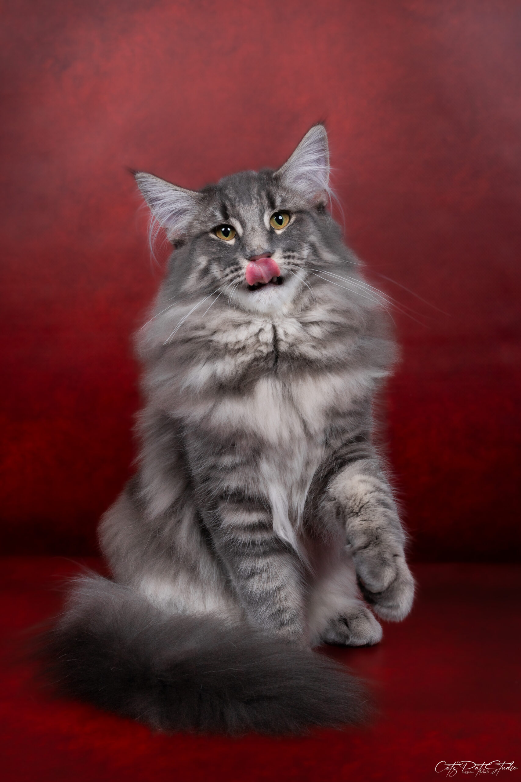 Chat Norvégien