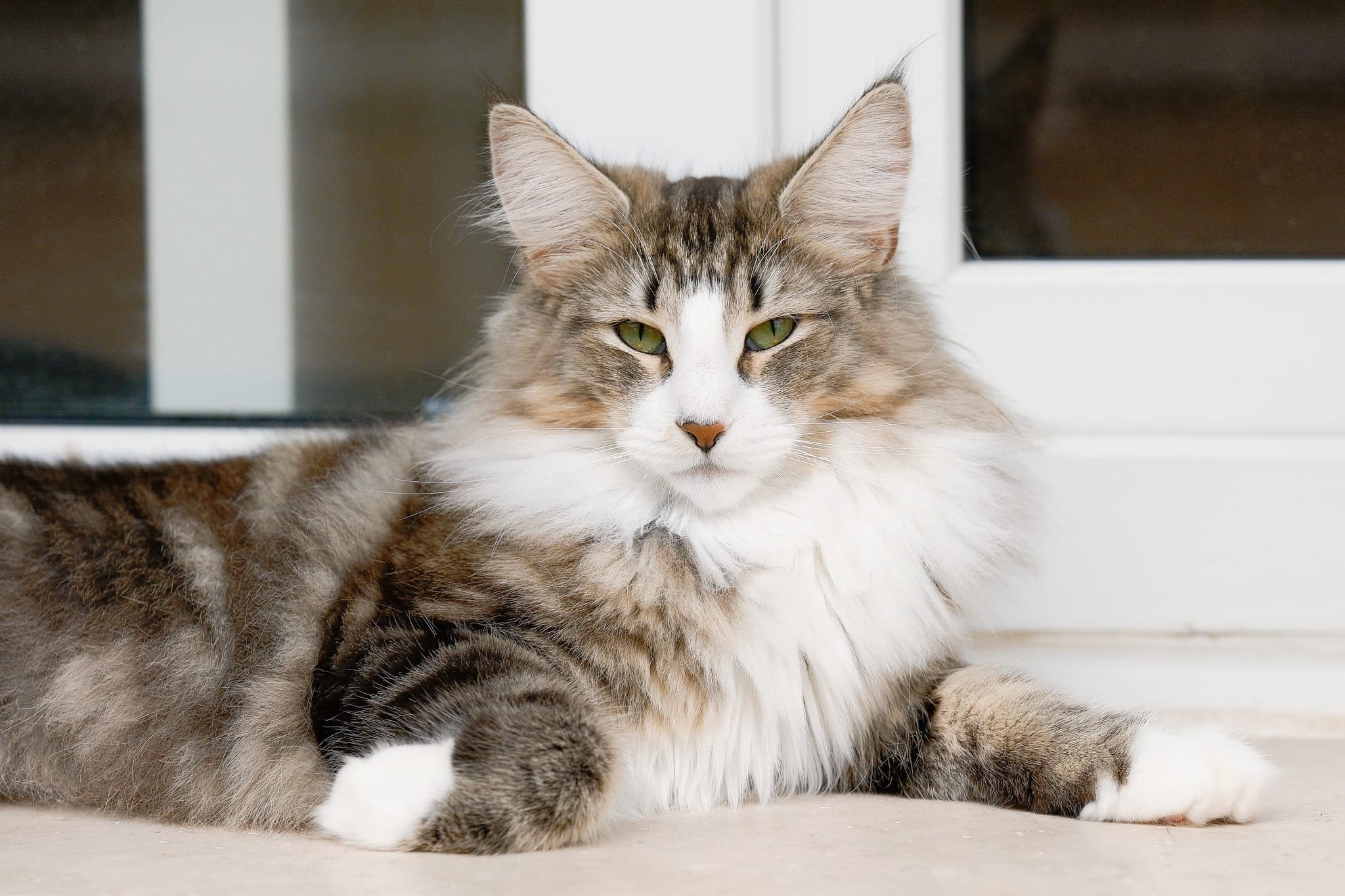 Naboo de Tsavo*ES – NFO N 09 22
