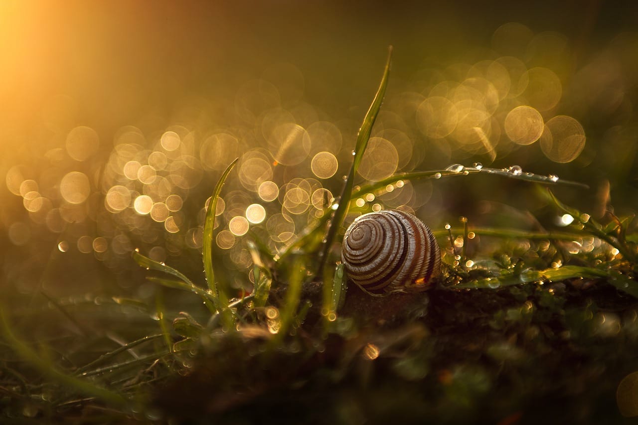 Escargot dehors