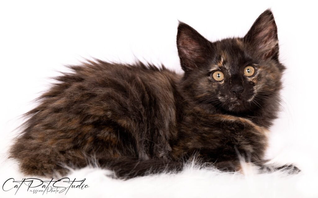 black tortie