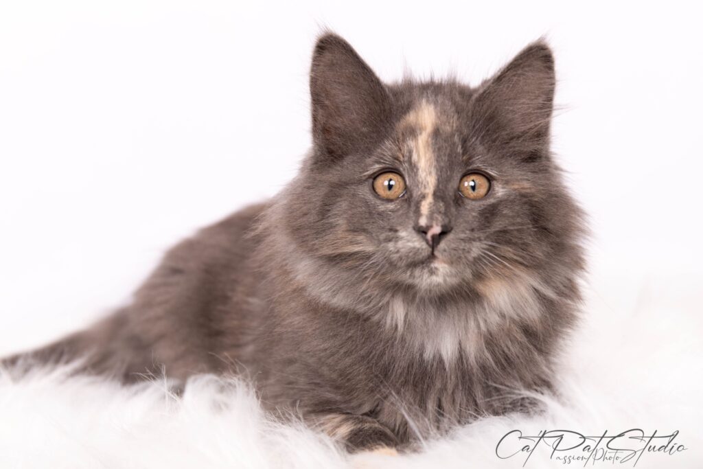blue tortie