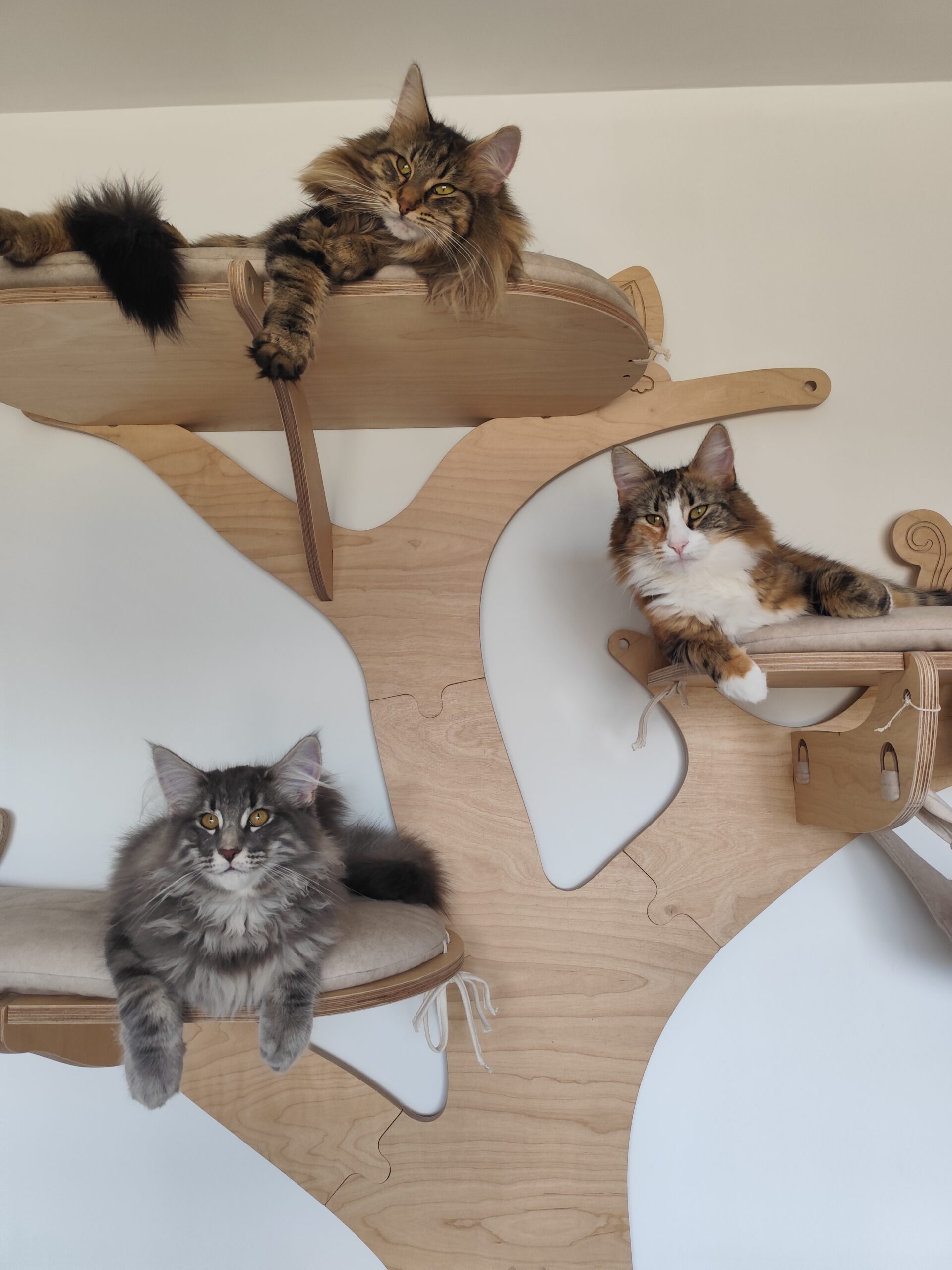 Vie quotidienne à la Chatterie des Moriko