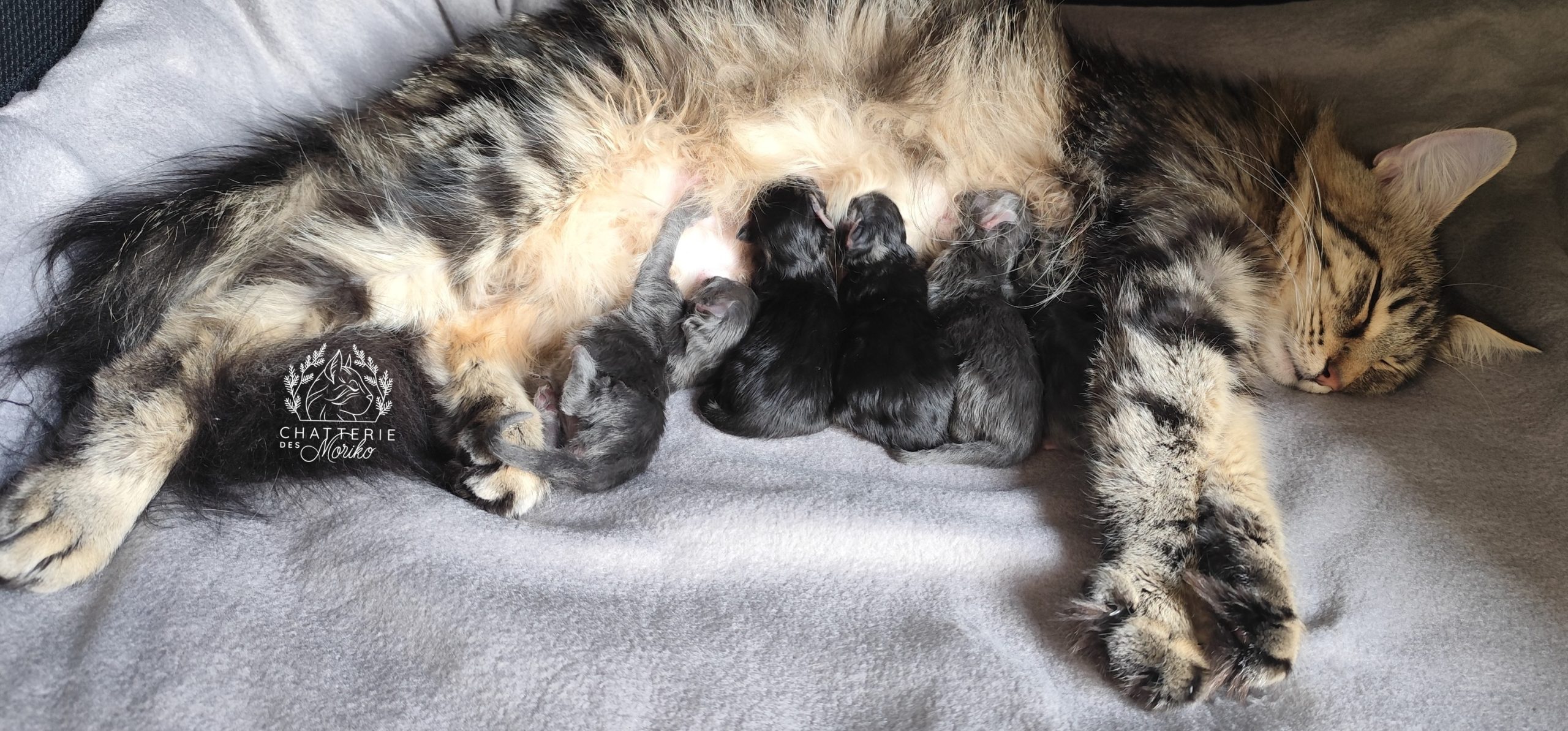 Chatons Norvégiens de la Chatterie des Moriko
