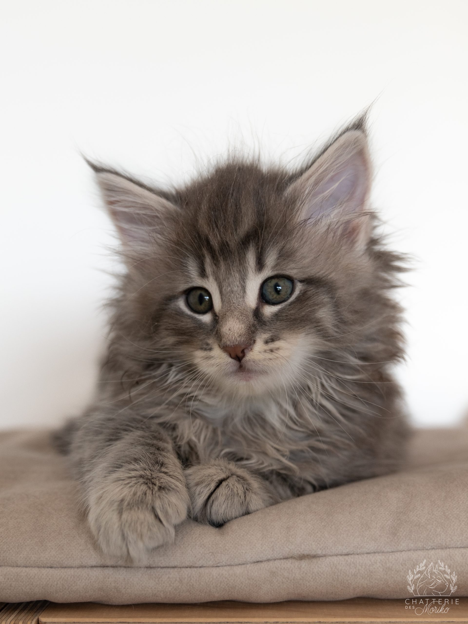 Photo du chaton