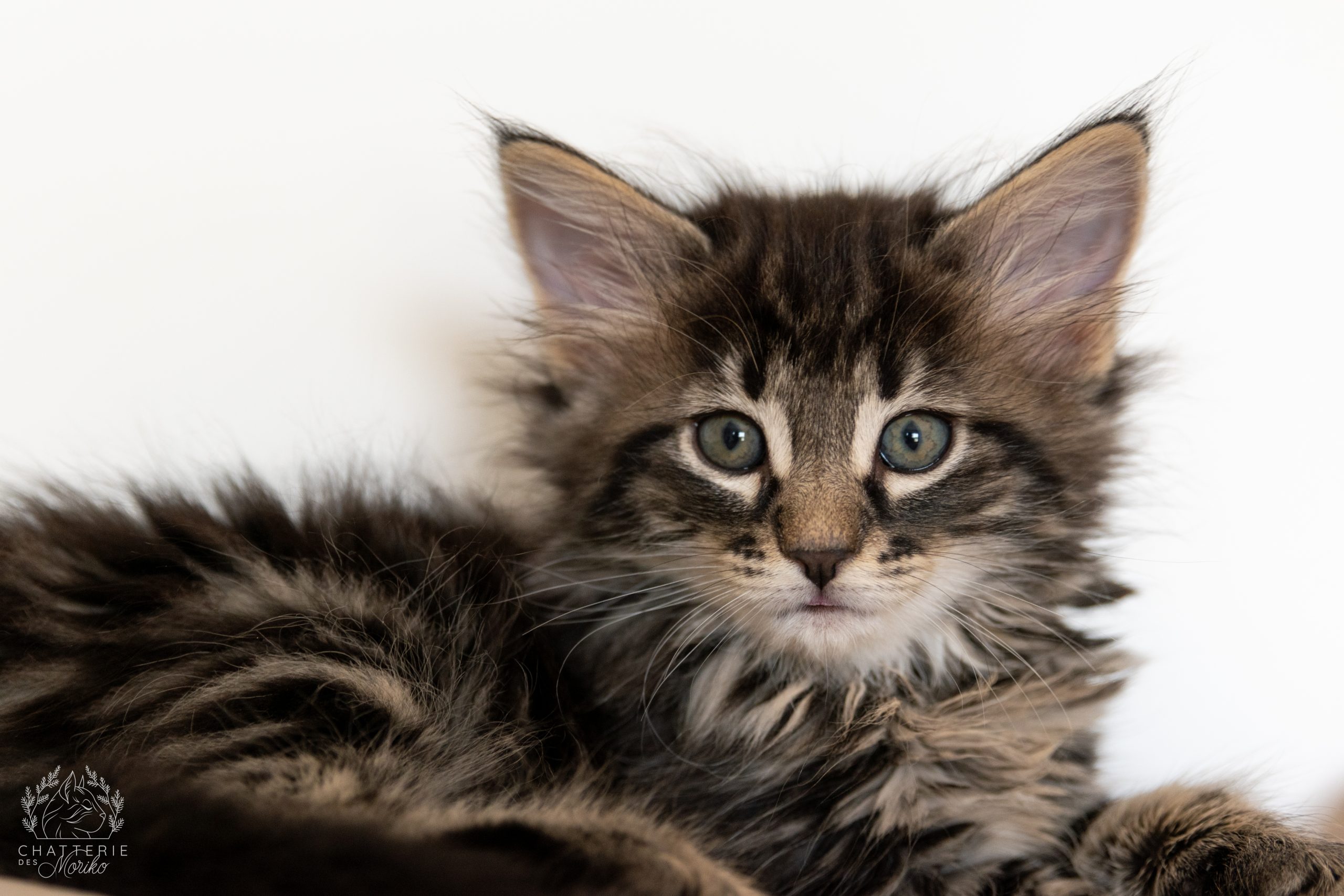 Photo du chaton