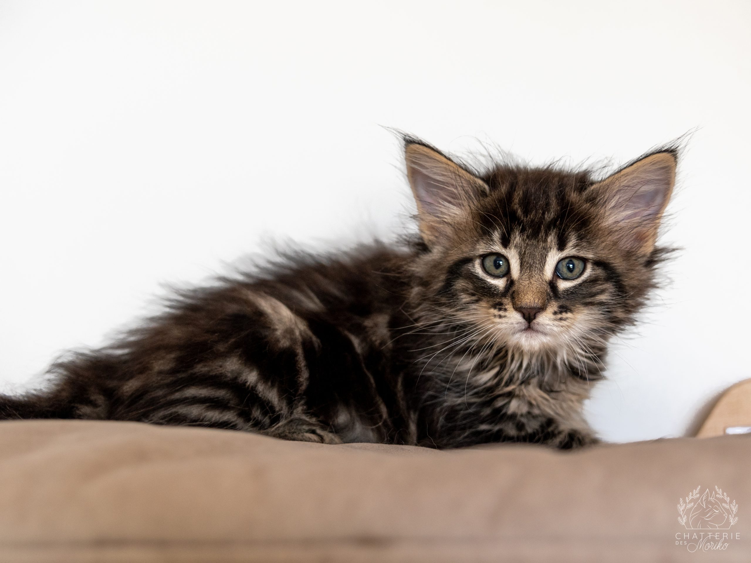 Brown blotched tabby