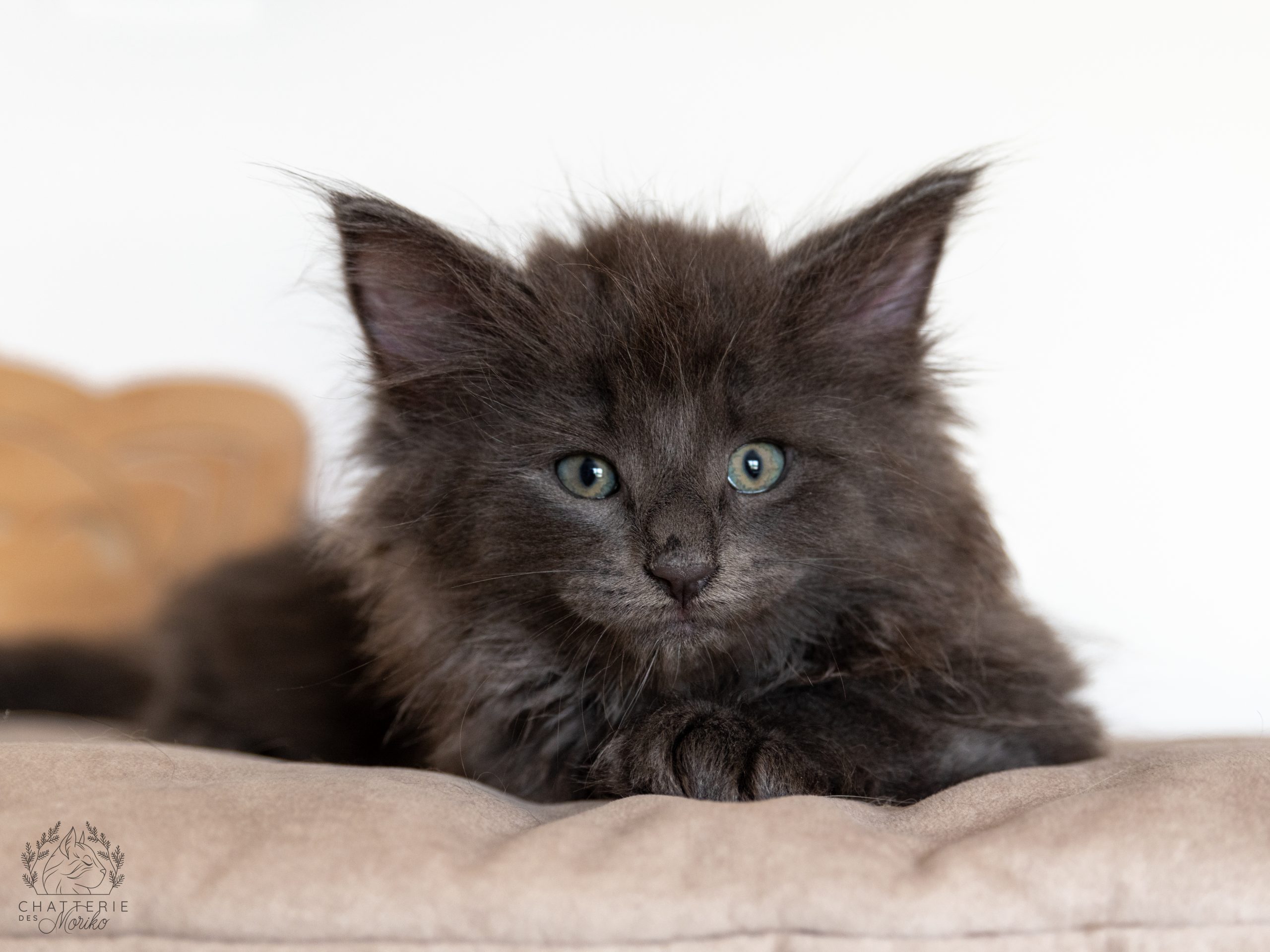 Chaton Norvégien élevé à la Chatterie des Moriko