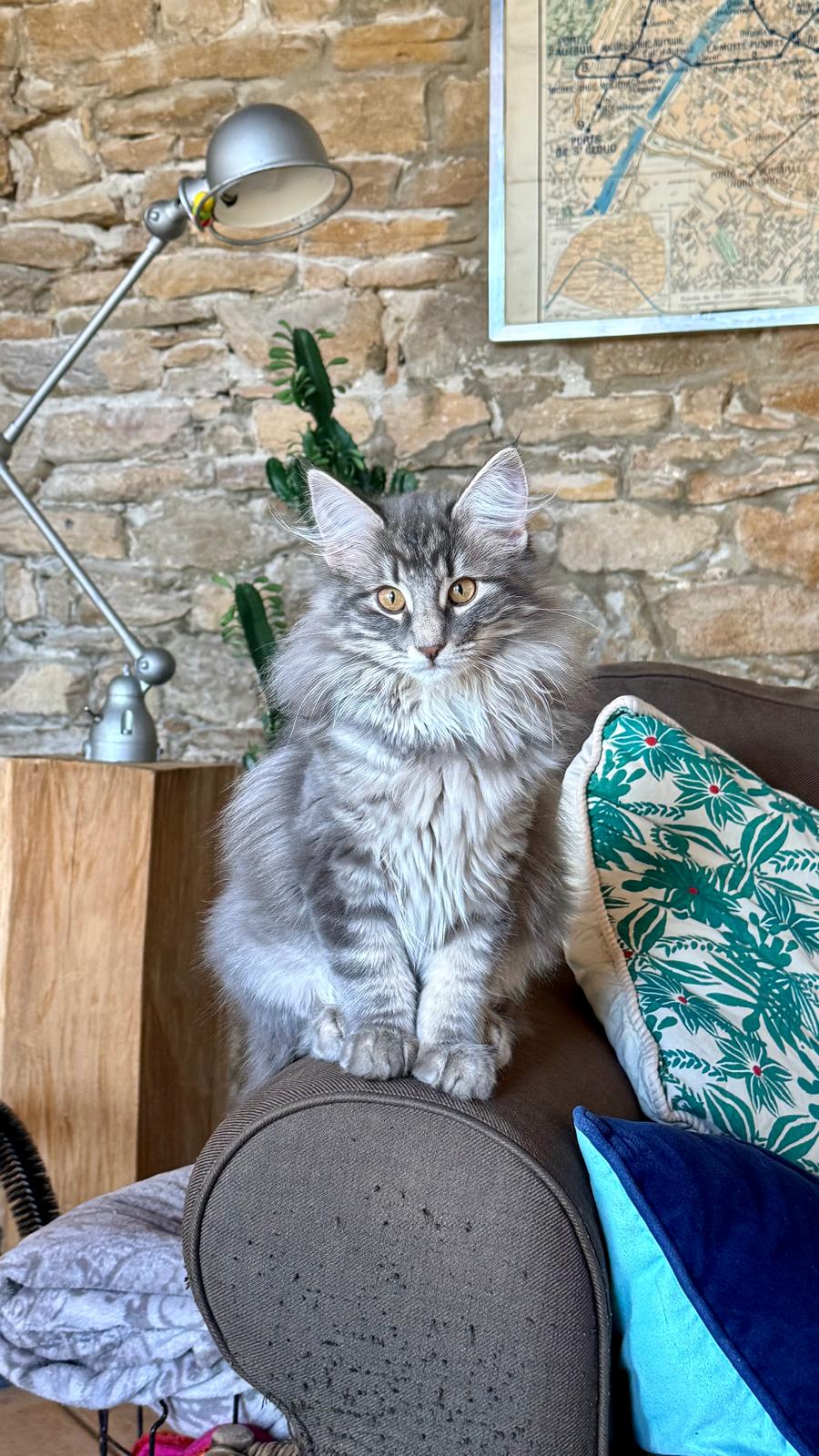 Photo du chaton