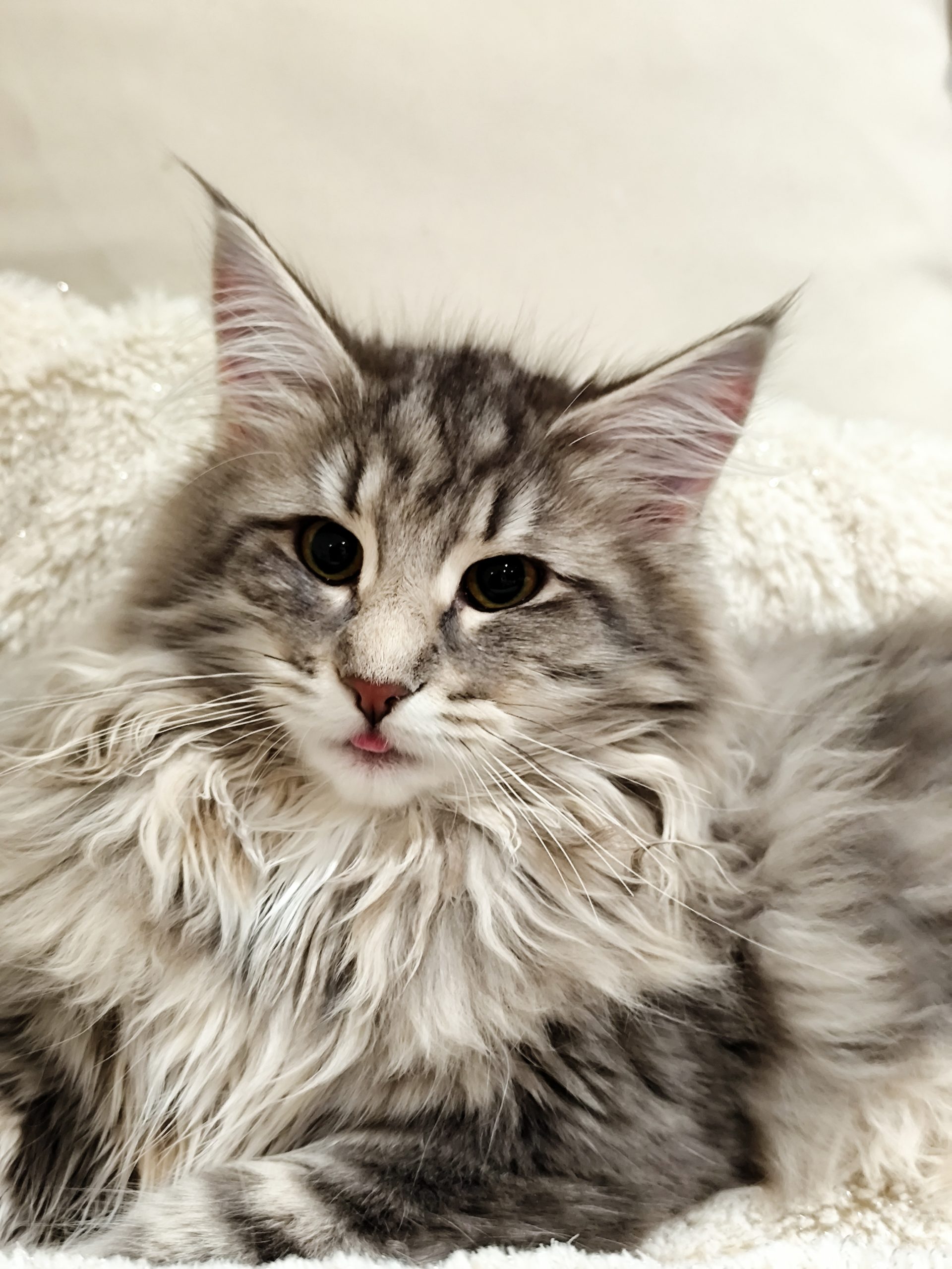 Socialisation des chatons Norvégiens