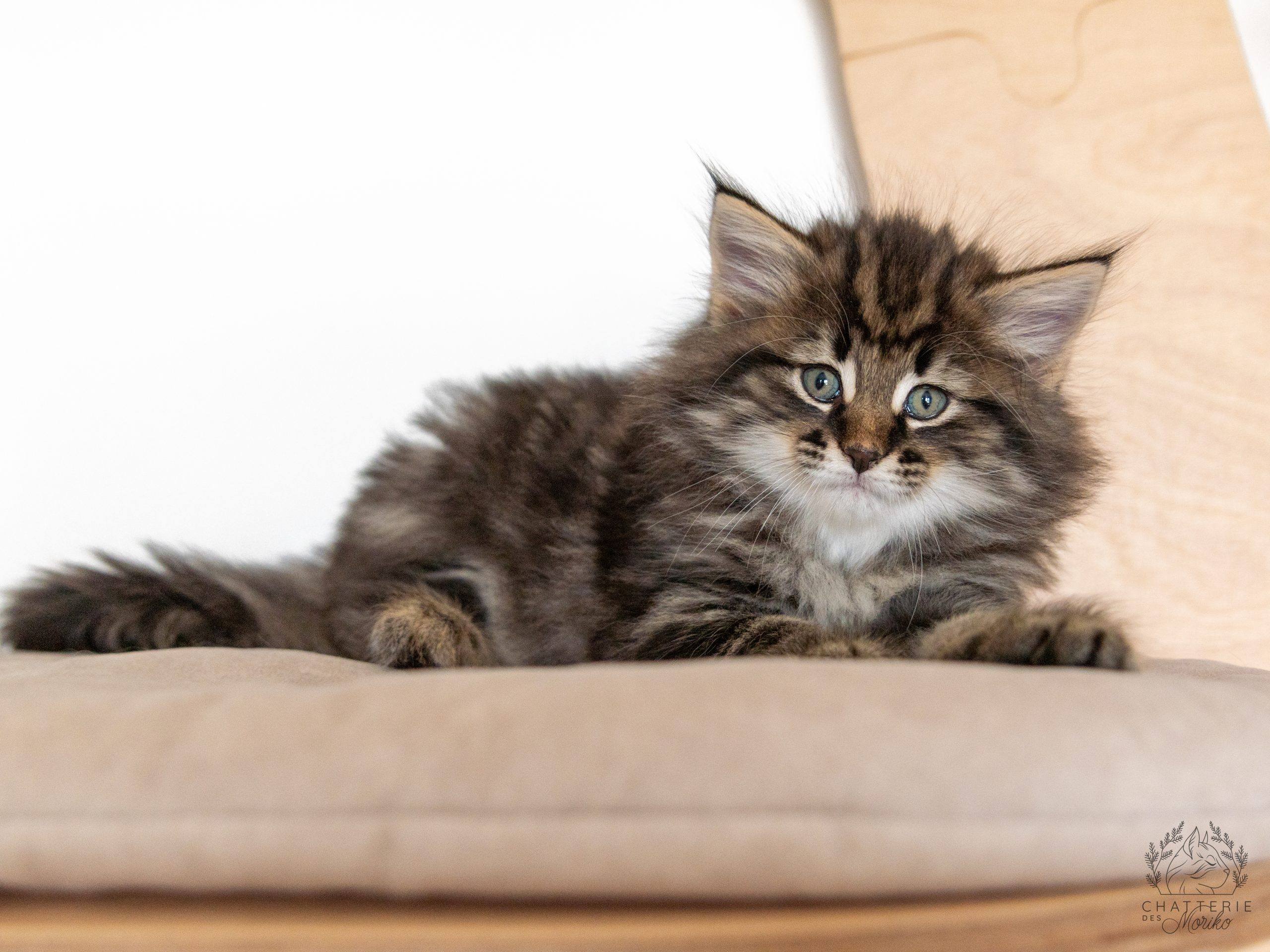 Photo du chaton