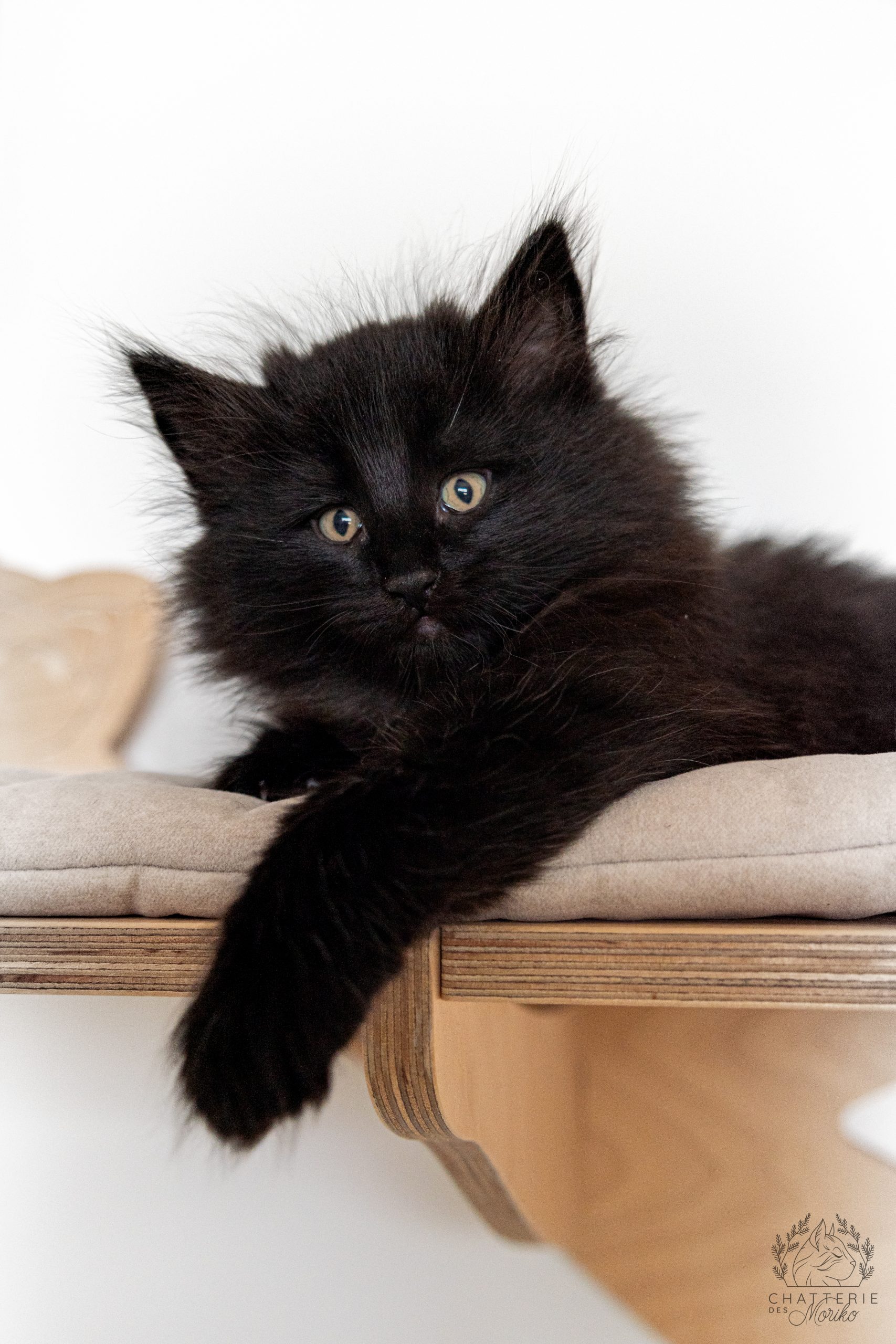 Photo du chaton