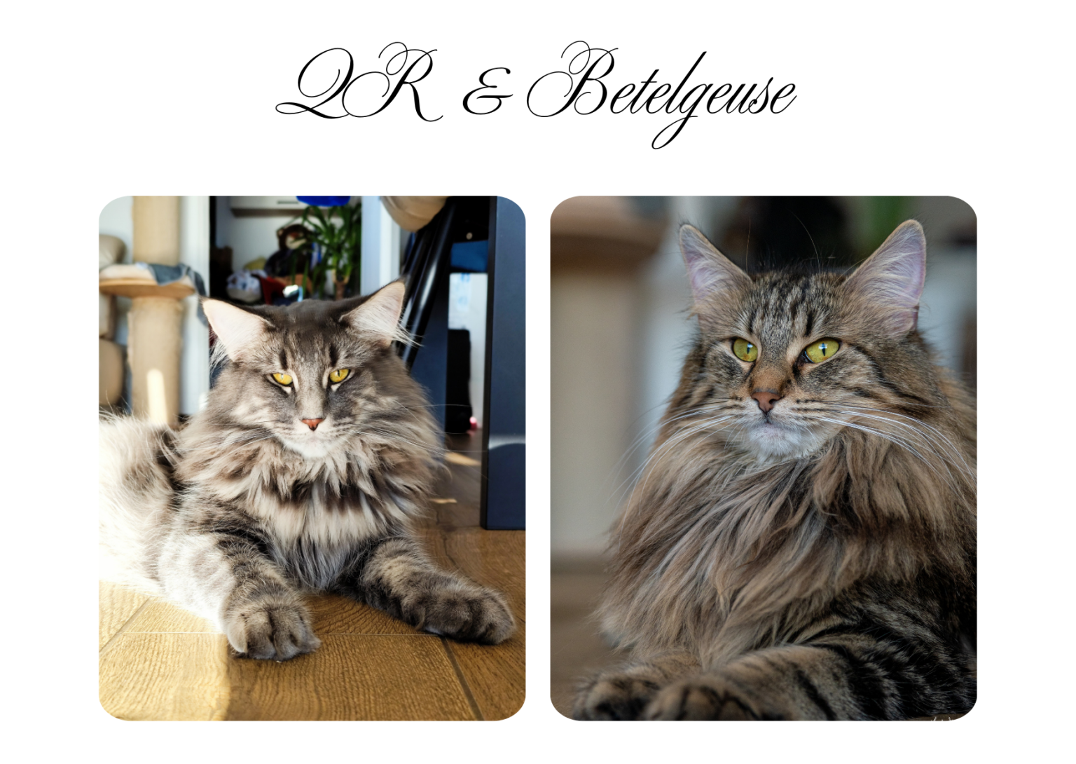 QR et Boune