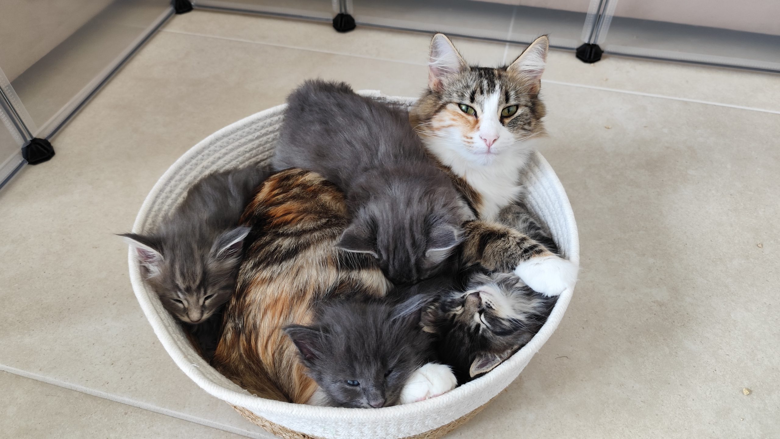 Les chats dans leur environnement familial