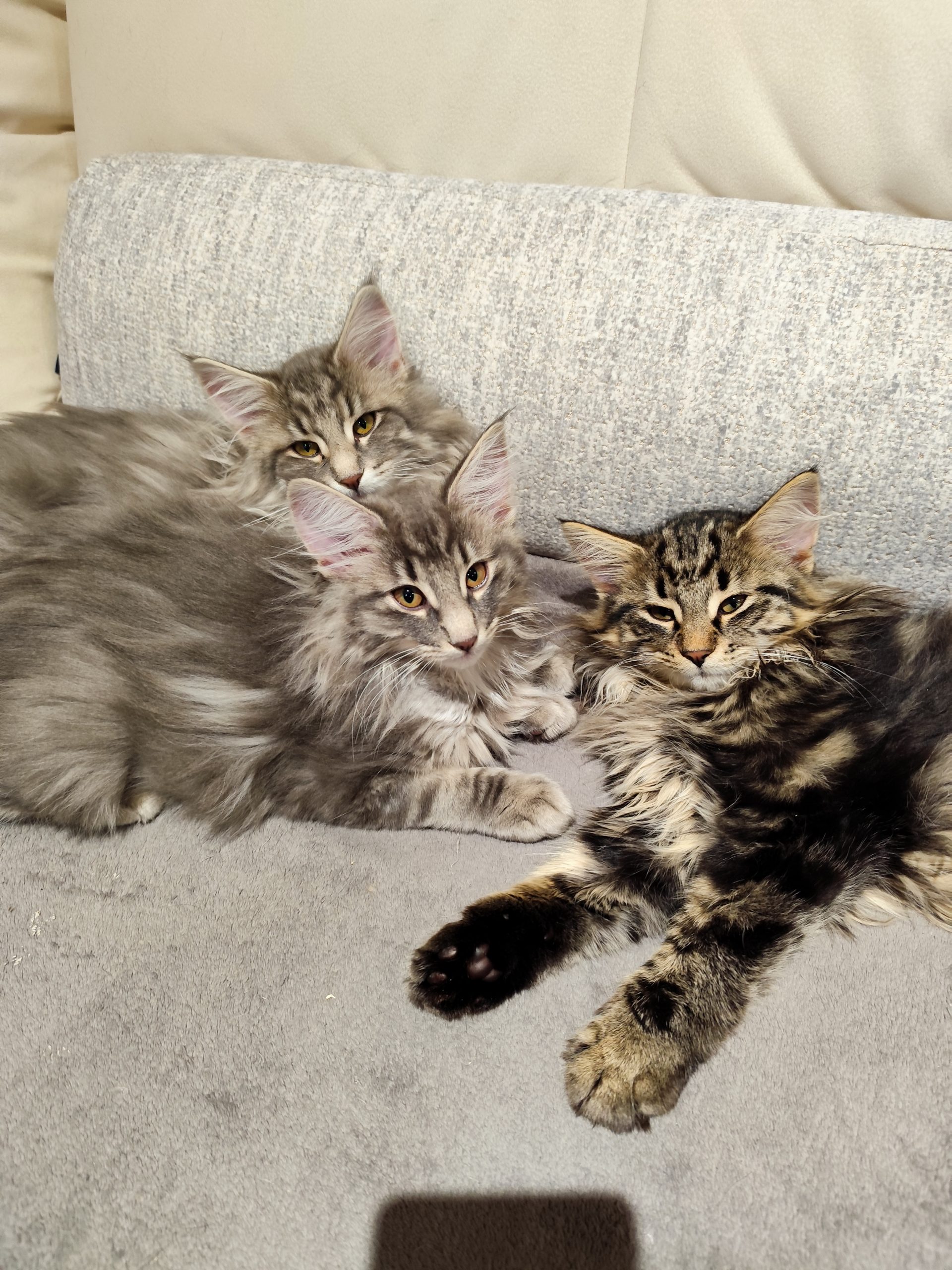 Les chats vivent au cœur de la maison