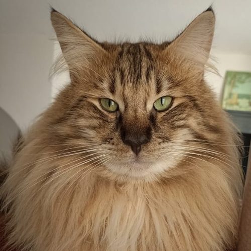 opium black forest eyes